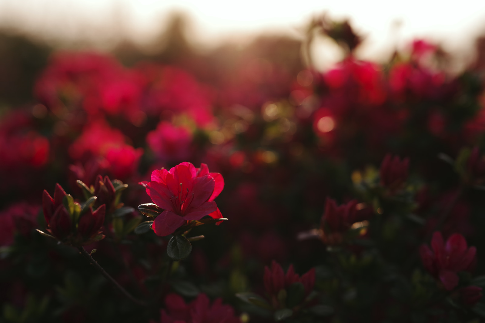 借入金が支払えないならどうする