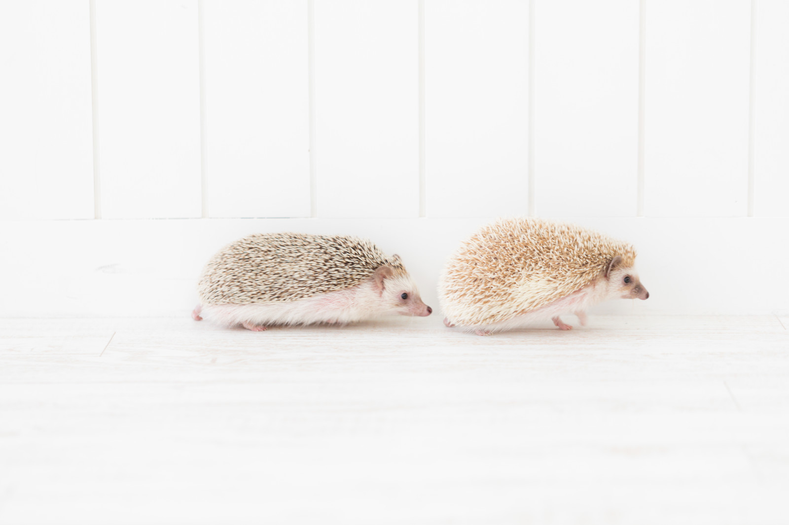 短期借入会社利用